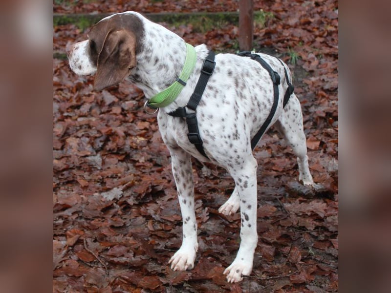 Acira, geb. ca. 04/2023, lebt auf einer Pflegestelle in 67735 Mehlbach