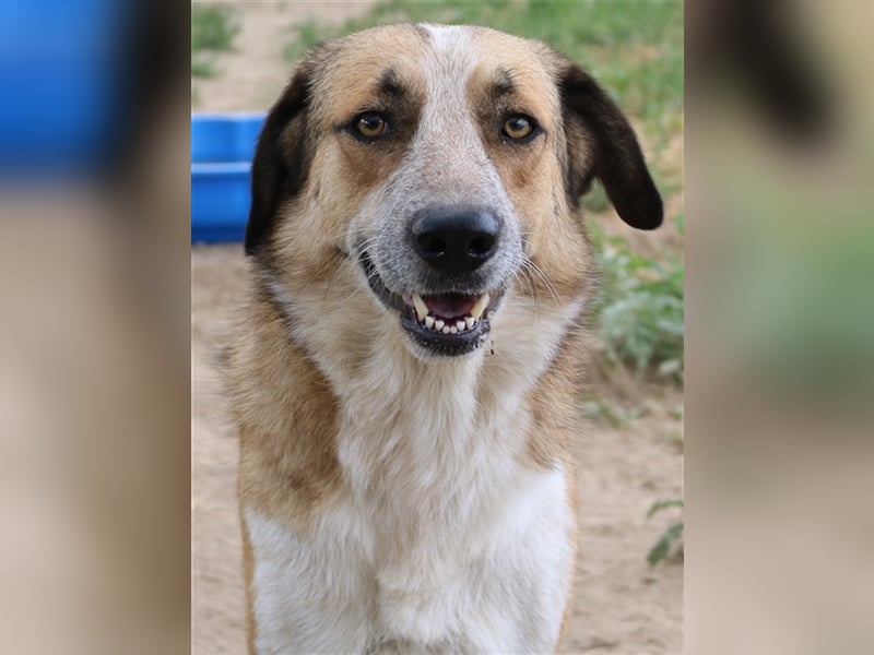 Nena, geb. ca. 10/2017, lebt in GRIECHENLAND, im städt. Tierheim Serres