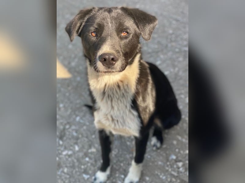 Sora, geb. ca 03/2025, lebt in GRIECHENLAND, auf einer privaten Pflegestelle