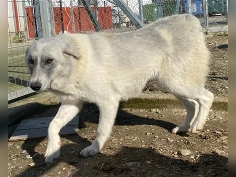 Charlina, geb. ca. 04/2021, lebt in GRIECHENLAND, im städt. Tierheim Serres