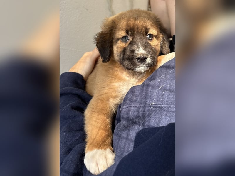 Dilan, geb. ca. 08/2025, lebt in GRIECHENLAND, im städt. Tierheim Serres