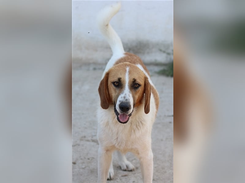 Tonio, geb. ca. 03/2022, lebt in GRIECHENLAND, im städt. Tierheim Serres