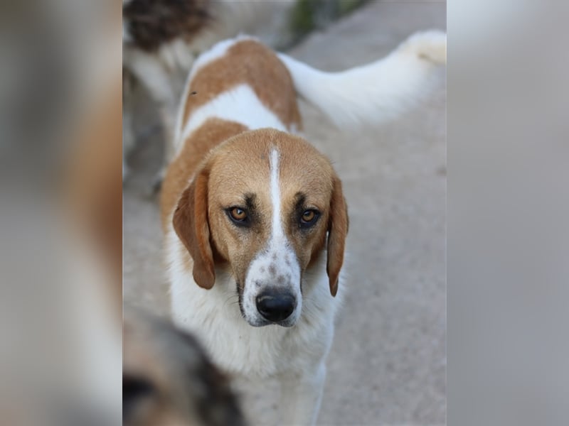 Tonio, geb. ca. 03/2022, lebt in GRIECHENLAND, im städt. Tierheim Serres