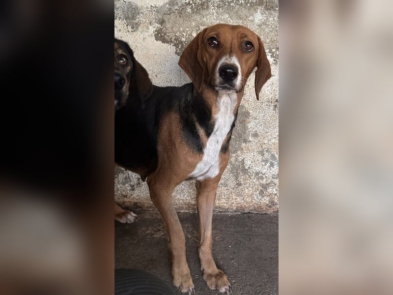 Imelda, geb. ca. 11/2021, lebt in GRIECHENLAND, auf einer privaten Pflegestelle