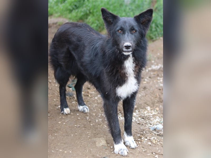 Brooklyn, geb. ca. 08/2020, lebt in GRIECHENLAND, im städt. Tierheim Serres