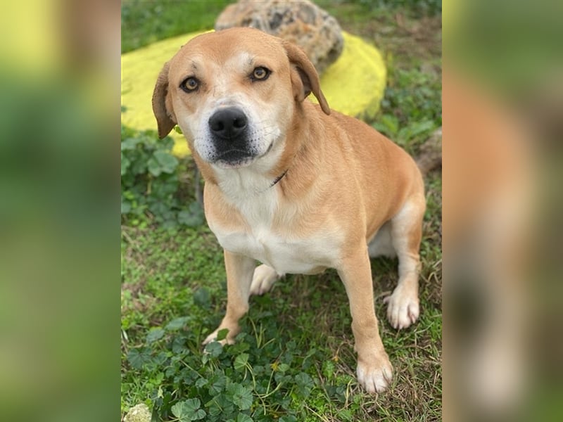 Cece, geb. ca. 12/2019, lebt in GRIECHENLAND, im städt. Tierheim Serres