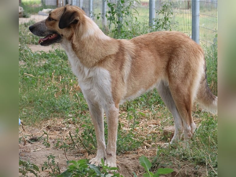 Nena, geb. ca. 10/2017, lebt in GRIECHENLAND, im städt. Tierheim Serres