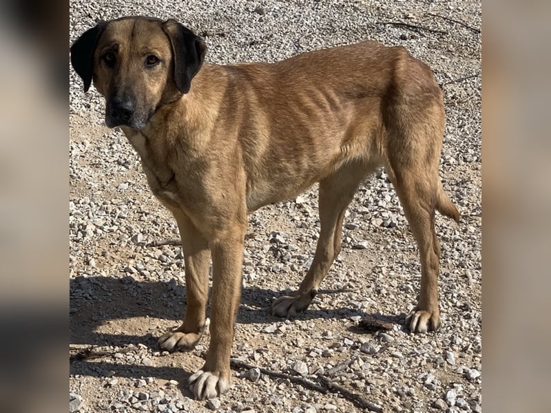 Sheryl, geb. ca. 01/2017, lebt in GRIECHENLAND, im städt. Tierheim Serres