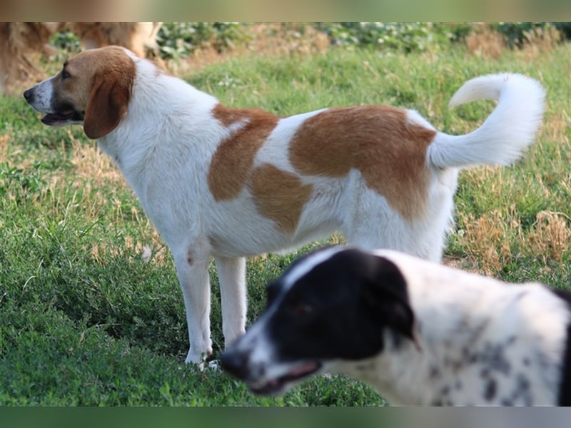 Tonio, geb. ca. 03/2022, lebt in GRIECHENLAND, im städt. Tierheim Serres
