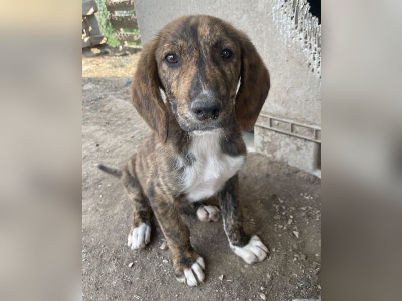 Shelby, geb. ca. 03/2026, lebt in GRIECHENLAND, im städt. Tierheim Serres