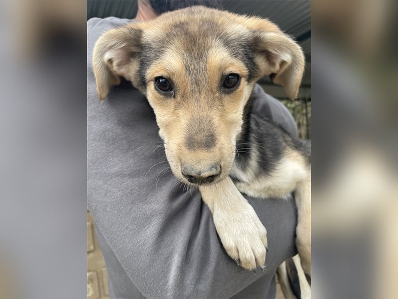 Atlanta, geb. ca. 07/2023, lebt in GRIECHENLAND, auf einer privaten Pflegestelle