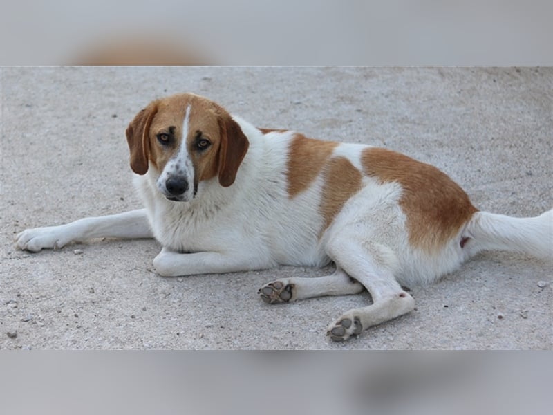Tonio, geb. ca. 03/2022, lebt in GRIECHENLAND, im städt. Tierheim Serres