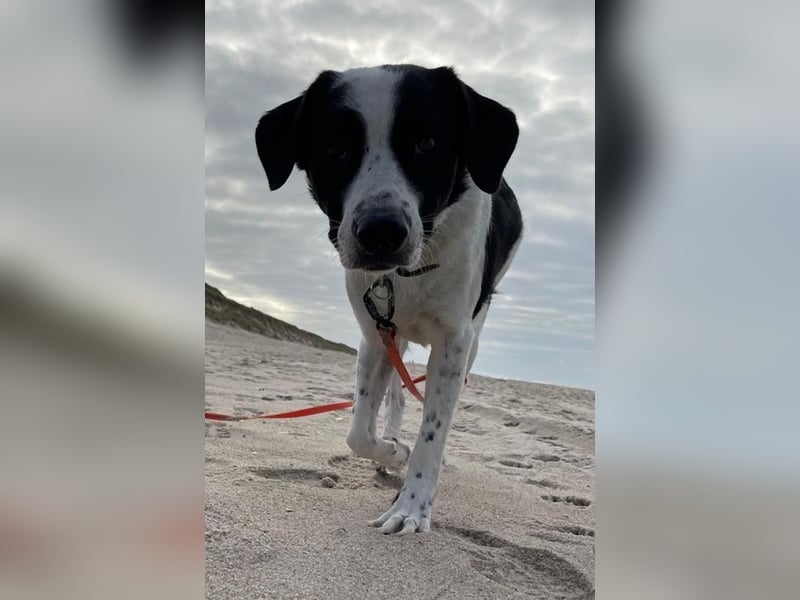 Speckbert, geb. ca. 02/2021, lebt bei einer Familie in 58636 Iserlohn