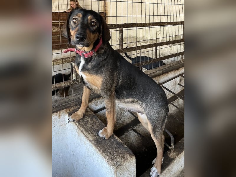 Zona, geb. ca. 11/2022, lebt in GRIECHENLAND, auf einer privaten Pflegestelle