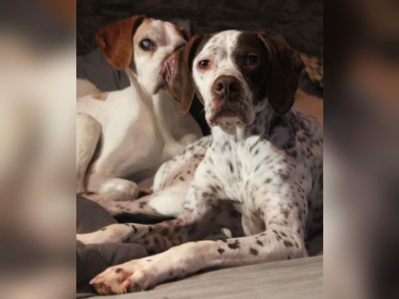 Acira, geb. ca. 04/2023, lebt auf einer Pflegestelle in 67735 Mehlbach