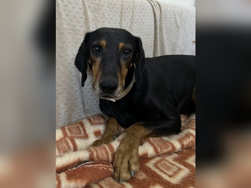 Neria, geb. ca. 11/2020, lebt auf einer Pflegestelle in 95168 Marktleuthen