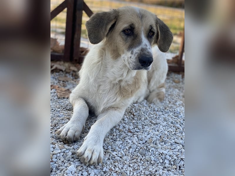 Meraki, geb. ca. 03/2019, lebt in GRIECHENLAND, im städt. Tierheim Serres