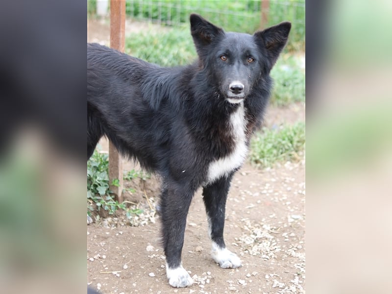 Brooklyn, geb. ca. 08/2020, lebt in GRIECHENLAND, im städt. Tierheim Serres