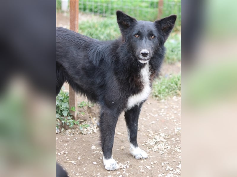 Brooklyn, geb. ca. 08/2020, lebt in GRIECHENLAND, im städt. Tierheim Serres