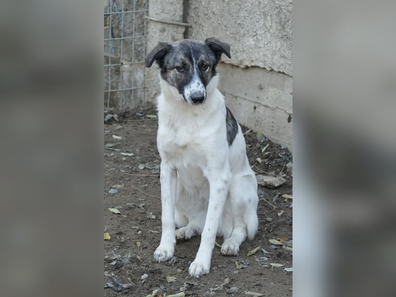 Ranja, geb. ca. 11/2023, lebt in GRIECHENLAND, auf einer privaten Pflegestelle