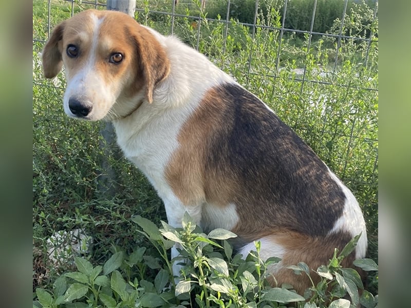 Katja, geb. ca. 12/2019, lebt in GRIECHENLAND, im städt. Tierheim Serres