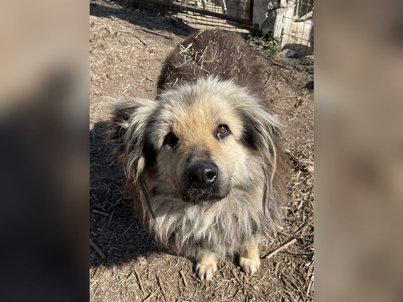 Mandy Lou geb. ca. 11/2020