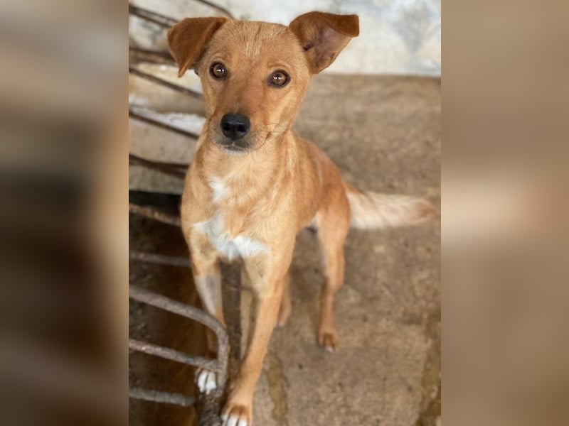 Allya, geb. ca.02/2024, lebt auf einer Pflegestelle in 20457 Hamburg