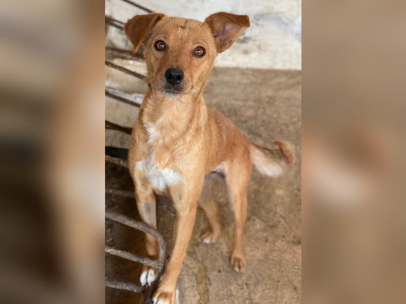 Allya, geb. ca.02/2024, lebt auf einer Pflegestelle in 20457 Hamburg