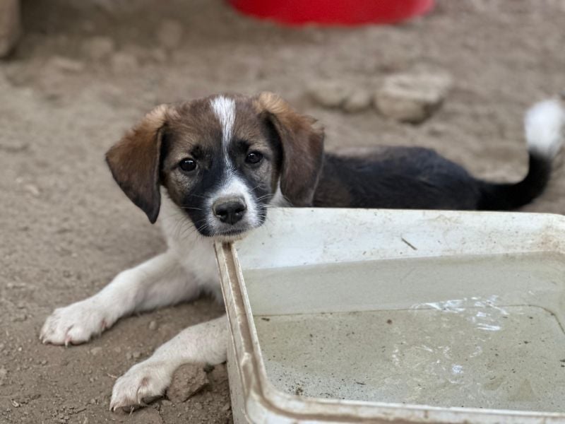 Bambi, geb. ca. 04/2026, lebt in GRIECHENLAND, auf einer privaten Pflegestelle