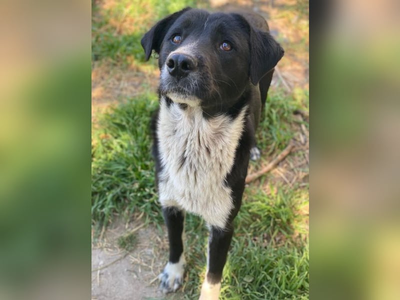 Sora, geb. ca 03/2025, lebt in GRIECHENLAND, auf einer privaten Pflegestelle