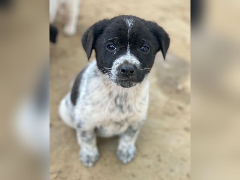 Pascuala, geb. ca. 10/2025, lebt in GRIECHENLAND, auf einer privaten Pflegestelle