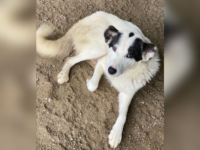 Joletta, geb. ca. 04/2025, lebt in GRIECHENLAND, auf einer privaten Pflegestelle