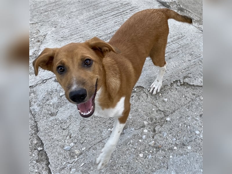 Rahel, geb. ca. 05/2021, lebt in GRIECHENLAND, auf einer privaten Pflegestelle