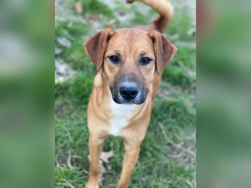 Hunter, geb. ca. 02/2025, lebt auf einer privaten Pflegestelle, 60528 Frankfurt