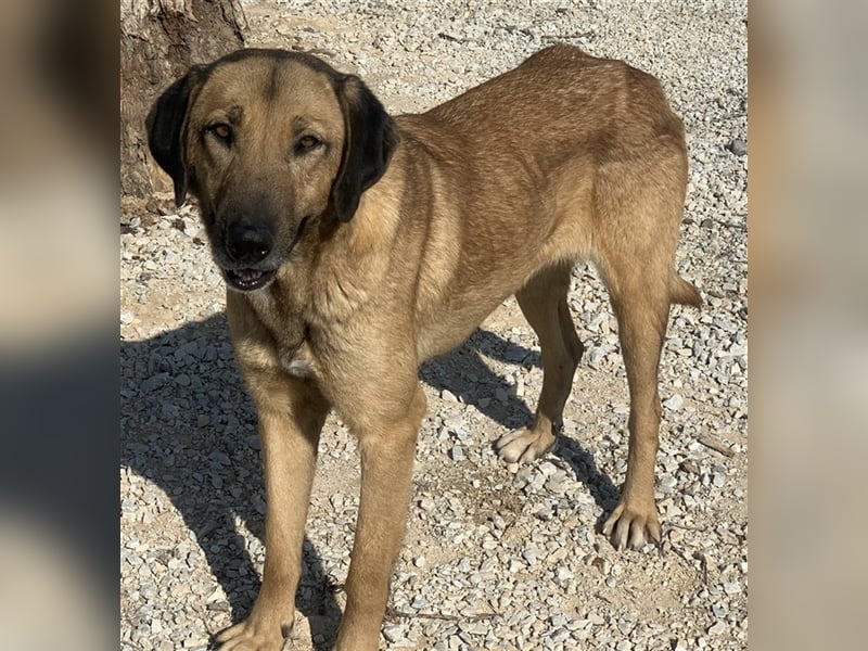 Sheryl, geb. ca. 01/2017, lebt in GRIECHENLAND, im städt. Tierheim Serres