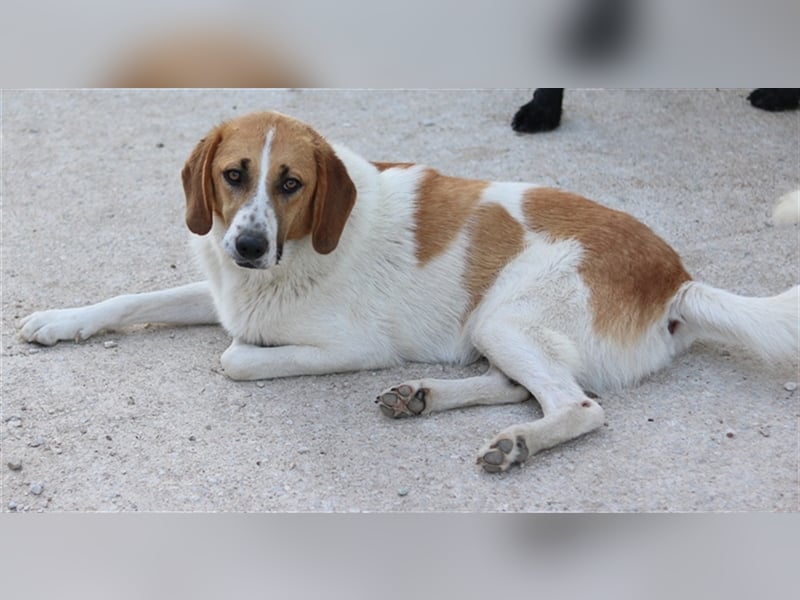 Tonio, geb. ca. 03/2022, lebt in GRIECHENLAND, im städt. Tierheim Serres