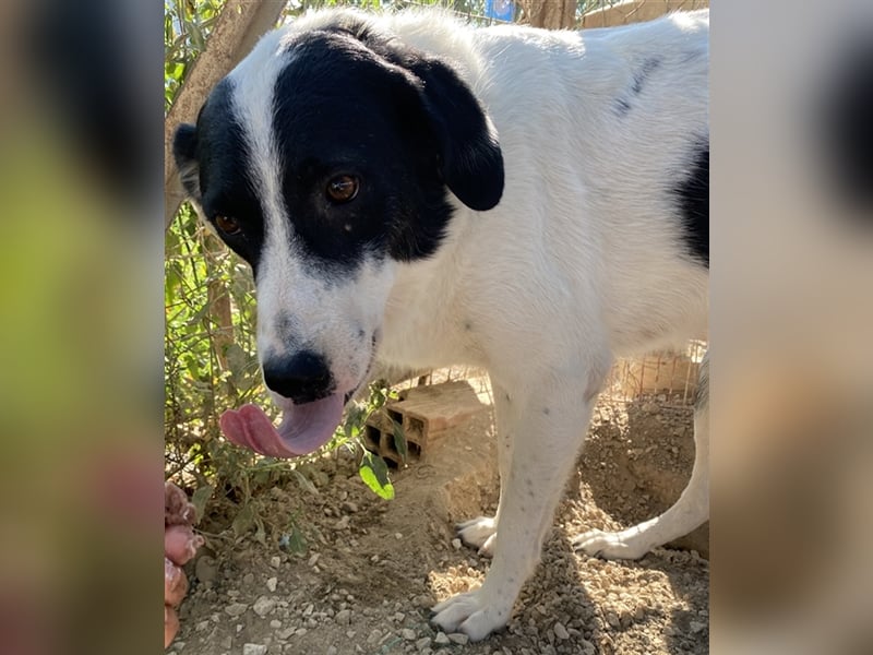 Neville, geb. ca. 03/2019, lebt in GRIECHENLAND, im städt. Tierheim Serres