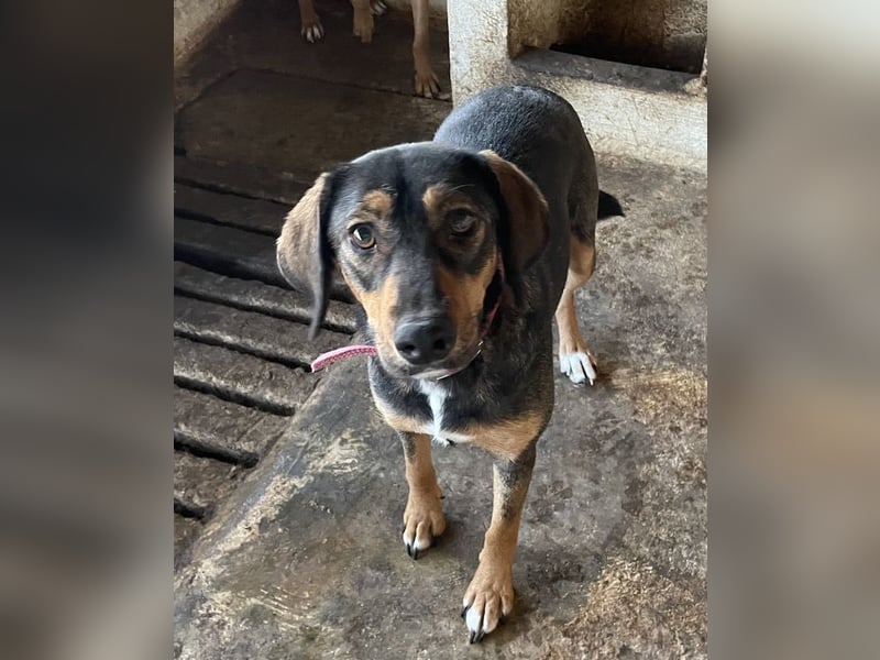 Zona, geb. ca. 11/2022, lebt in GRIECHENLAND, auf einer privaten Pflegestelle