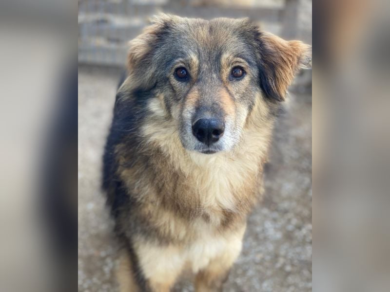 Shiou, geb. ca. 12/2023, lebt in GRIECHENLAND, im städt. Tierheim Serres