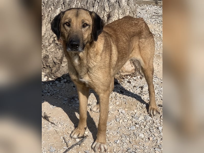 Sheryl, geb. ca. 01/2017, lebt in GRIECHENLAND, im städt. Tierheim Serres