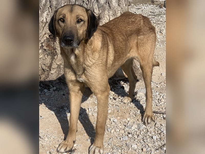 Sheryl, geb. ca. 01/2017, lebt in GRIECHENLAND, im städt. Tierheim Serres