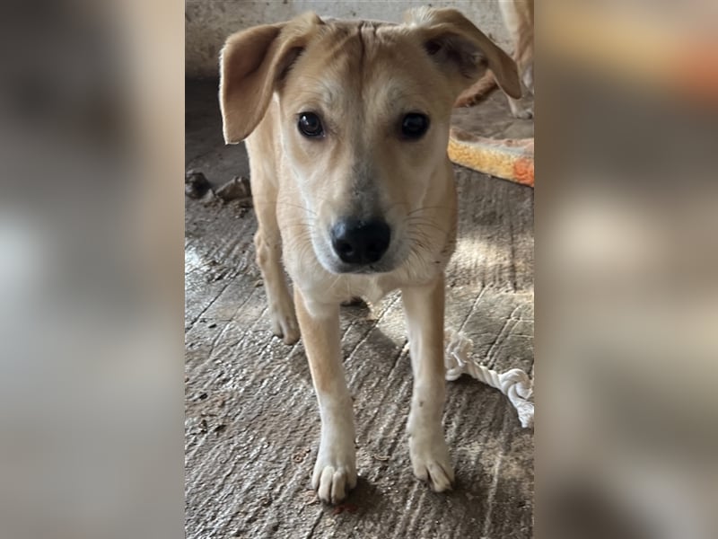 Phoenix, geb. ca. 07/2023, lebt in GRIECHENLAND, auf einer privaten Pflegestelle