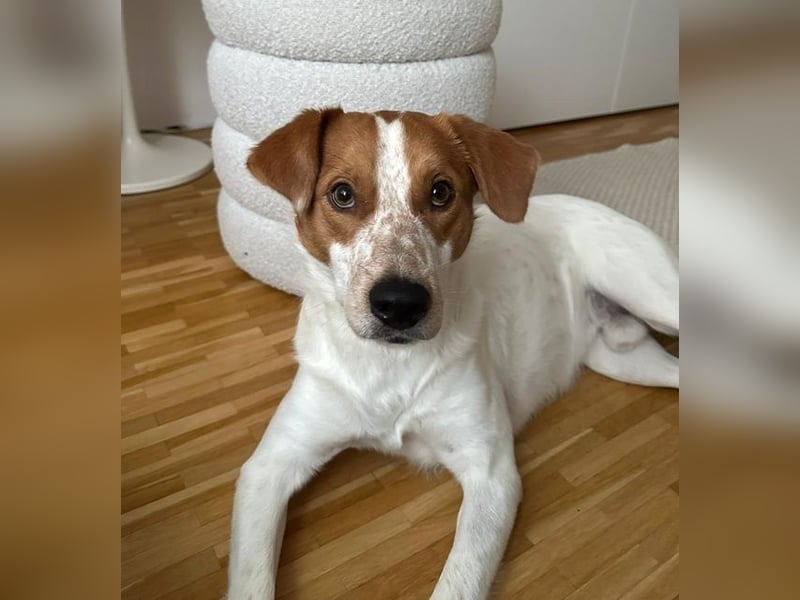 Benschi, geb. ca. 01/2025, lebt auf einer Pflegestelle in 60528 Frankfurt