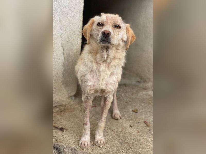 Lumina, geb. ca. 08/2025, lebt in GRIECHENLAND, im städt. Tierheim Serres