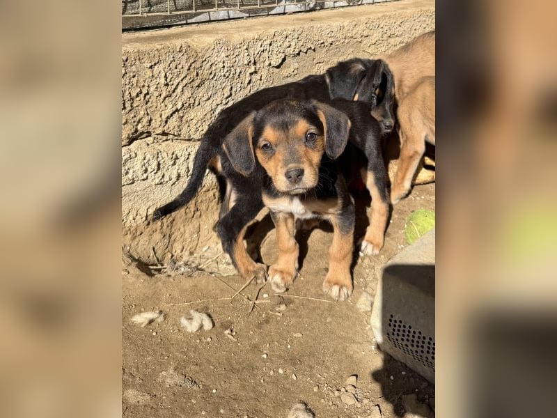 Loxana, geb. 12/2025, lebt in GRIECHENLAND, auf einer privaten Pflegestelle