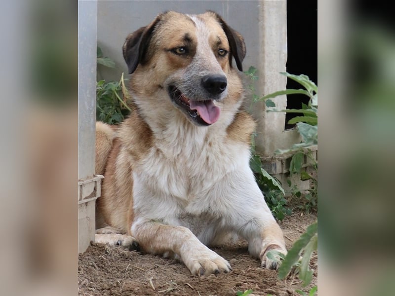 Nena, geb. ca. 10/2017, lebt in GRIECHENLAND, im städt. Tierheim Serres