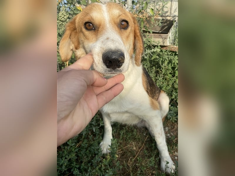 Katja, geb. ca. 12/2019, lebt in GRIECHENLAND, im städt. Tierheim Serres