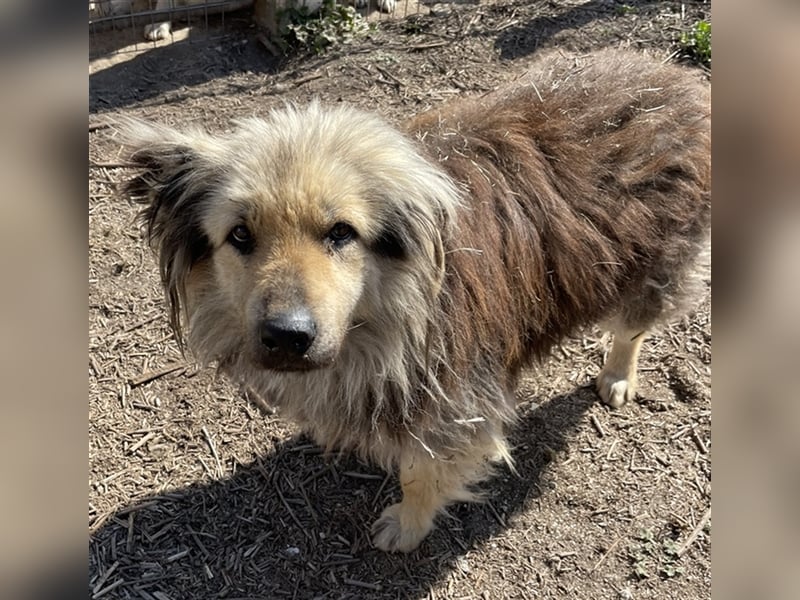 Mandy Lou geb. ca. 11/2020