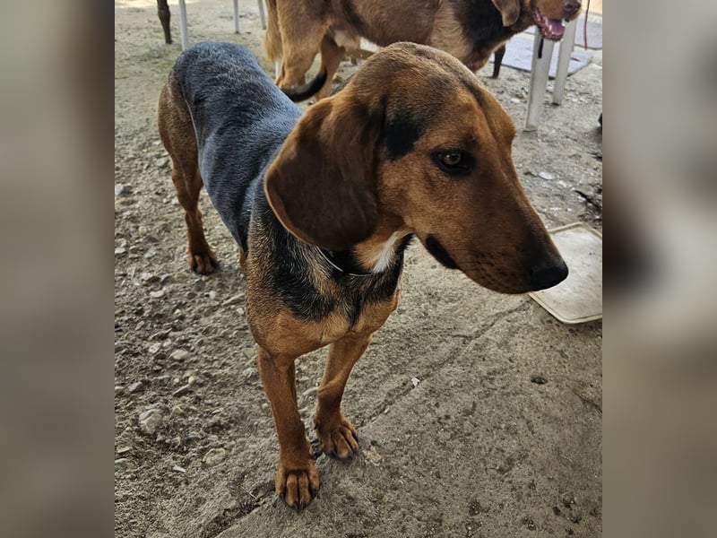 Chiara, geb. ca. 01/2023, lebt in GRIECHENLAND, auf einer privaten Pflegestelle