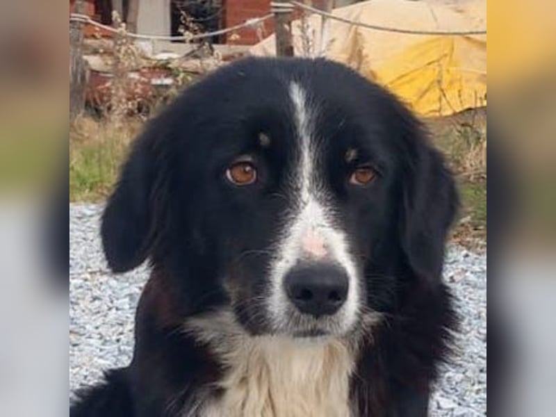 Lascaria, geb. ca. 12/2021, lebt in GRIECHENLAND, auf einer privaten Pflegestelle